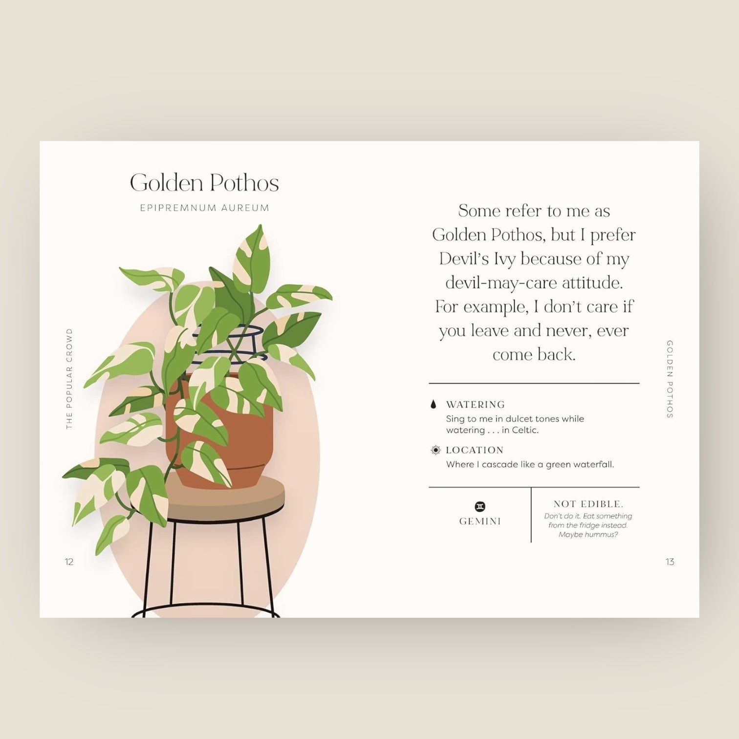 white bird of paradise plant care indoors Bird of Paradise main image 1